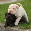 Puppies for sale Greece, Athens Shar Pei