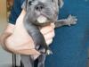 Puppies for sale Cyprus, Nicosia Staffordshire Bull Terrier
