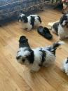 Puppies for sale Cyprus, Larnaca Shih Tzu