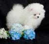 Puppies for sale Belgium, Brussels Pomeranian Spitz