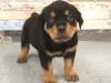 Puppies for sale Cyprus, Larnaca Rottweiler