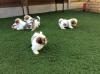 Puppies for sale Cyprus, Nicosia Shih Tzu