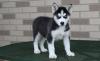 Puppies for sale Netherlands, Haski