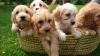 Puppies for sale United Kingdom, Portsmouth, Belfast , Cockapoo