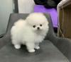 Puppies for sale Cyprus, Nicosia Pomeranian Spitz