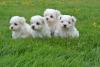 Puppies for sale Germany, Berlin Maltese