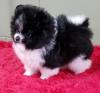 Puppies for sale Belgium, Antwerp Pomeranian Spitz