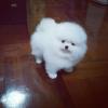 Puppies for sale Netherlands, Eindhoven Pomeranian Spitz