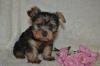Puppies for sale Belarus, Minsk Yorkshire Terrier