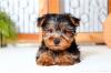 Puppies for sale Cyprus, Limassol Yorkshire Terrier