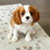 Puppies for sale Netherlands, Amsterdam King Charles Spaniel