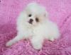 Puppies for sale Belgium, Antwerp Pomeranian Spitz