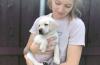 Puppies for sale Cyprus, Nicosia Labrador