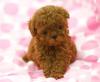 Puppies for sale Hungary, Budapest Toy-poodle