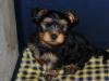 Puppies for sale Poland, Warsaw Yorkshire Terrier