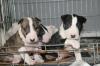 Puppies for sale Portugal, Lisbon English Bulldog