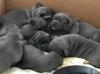Puppies for sale Cyprus, Ayia Napa French Bulldog