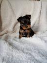 Puppies for sale Sweden, Helsingborg Yorkshire Terrier