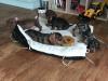 Puppies for sale Czech Republic, Plzen Dachshund