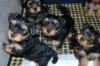 Puppies for sale Netherlands, Rotterdam Yorkshire Terrier