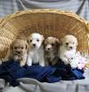Puppies for sale Italy, Pescara , Havapoo