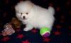 Puppies for sale Italy, Florence , Pomeranian 