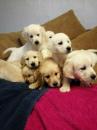Puppies for sale Cyprus, Nicosia Golden Retriever