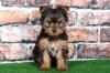 Puppies for sale Hungary, Budapest Yorkshire Terrier