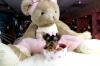 Puppies for sale Ukraine, Ivano-Frankivsk Yorkshire Terrier
