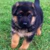 Puppies for sale Cyprus, Ayia Napa German Dog