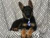 Puppies for sale Cyprus, Larnaca German Shepherd Dog