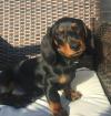 Puppies for sale Italy, Modena Dachshund