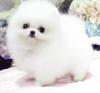 Puppies for sale Italy, Salerno , Pomeranian