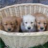 Puppies for sale France, Limoges Golden Retriever