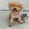 Puppies for sale Germany, Berlin Cocker Spaniel