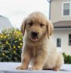 Puppies for sale Spain, Albacete Golden Retriever