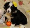 Puppies for sale Cyprus, Paphos Australian Shepherd
