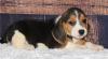 Puppies for sale Spain, Barcelona Beagle