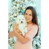Puppies for sale Netherlands, Eindhoven Samoyed dog (Samoyed)