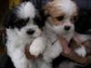 Puppies for sale Germany, Cologne Lhasa Apso