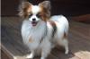 Puppies for sale Georgia, Batumi Papillon and Phalene, Papillon