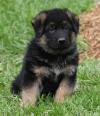 Puppies for sale Cyprus, Paphos German Shepherd Dog