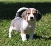 Puppies for sale United Kingdom, Lancashire Beagle