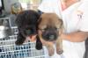 Puppies for sale Germany, Sprout Chow Chow