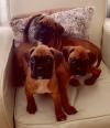 Puppies for sale Sweden, Vesteros Boxer