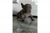 Puppies for sale Czech Republic, Dobrzhish French Bulldog