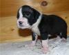 Puppies for sale Czech Republic, Karlovy Vary Boxer