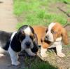 Puppies for sale Cyprus, Paphos Basset Hound