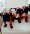 Puppies for sale Poland, Rybnik Boxer