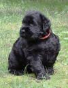 Puppies for sale Germany, Dortmund Black Russian Terrier